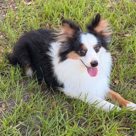 Lost Dog in Webster