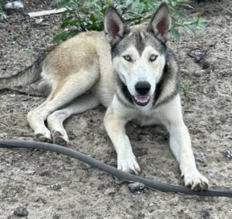 Lost dog