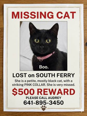 Lost Cat in Ottumwa