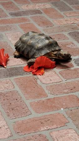 Lost tortoise