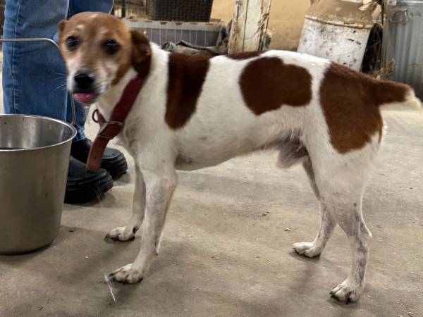 Found dog