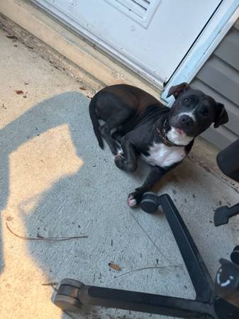 Found dog