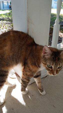 Found Cat in Milton