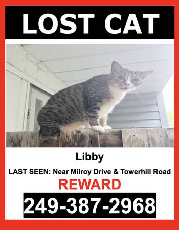 Lost cat