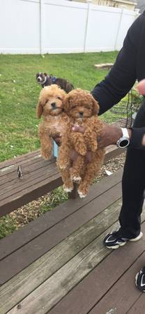 Found dog