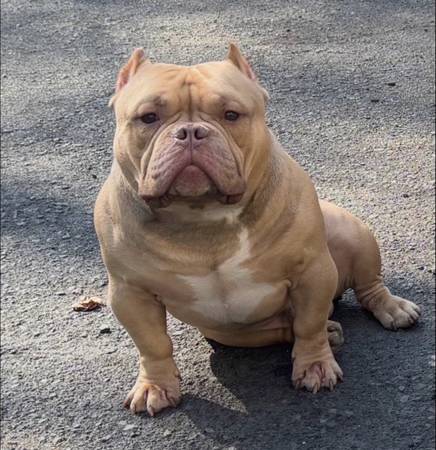 Lost dog