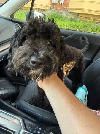 Found dog