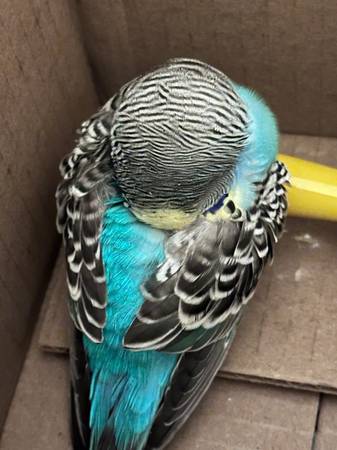 Found bird