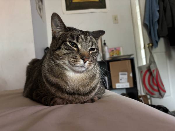Lost cat