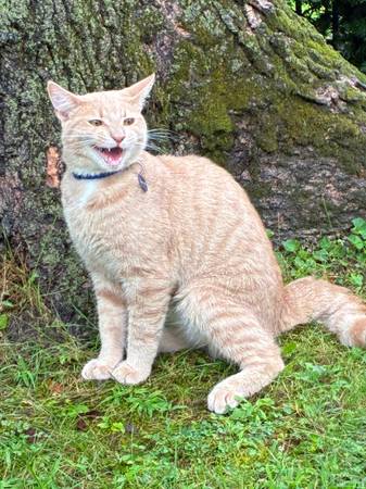 Found cat