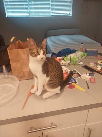 Found cat