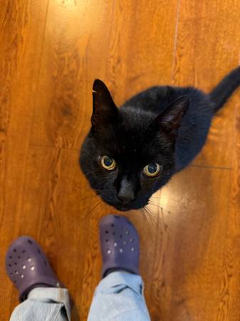 Lost Cat in West Chester