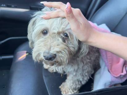 Found dog
