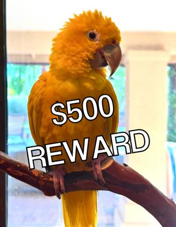 Lost Bird in Phoenix