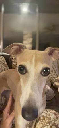 Lost Dog in Phoenix