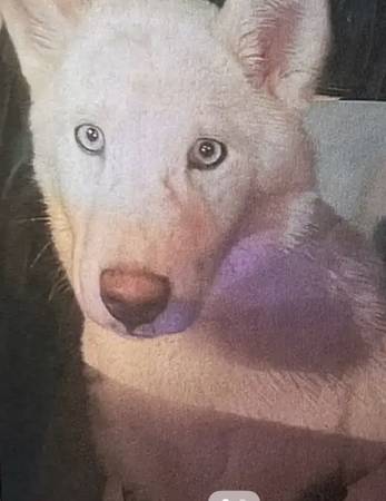 Lost Dog in Phoenix