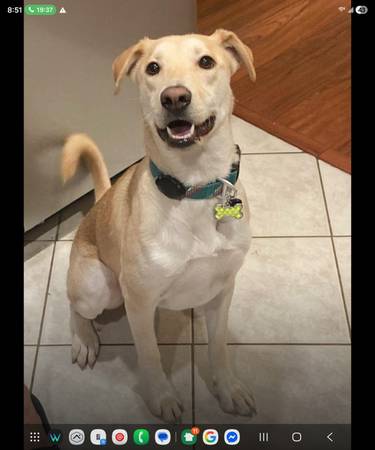 Lost Dog in Phoenix
