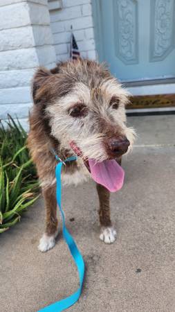 Found Dog in Lindsay And Adobe