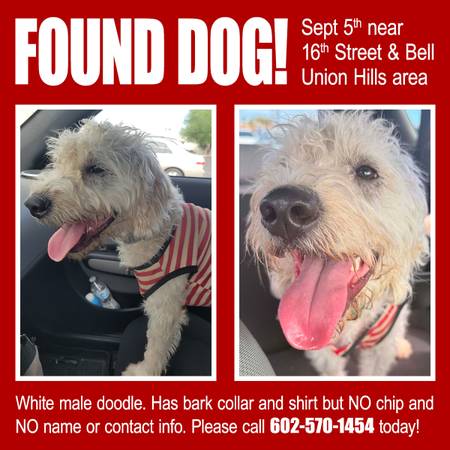 Found dog