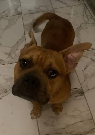 Found dog