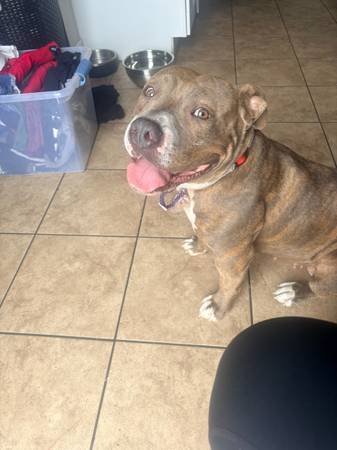 Found Dog in Glendale
