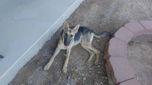Found dog