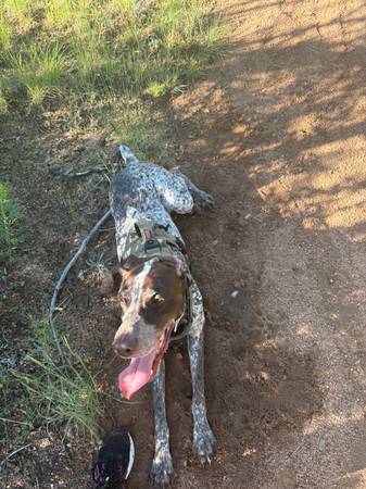 Lost Dog in Buckeye