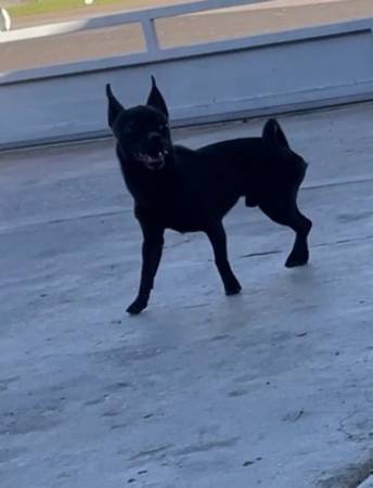Lost Dog in Phoenix