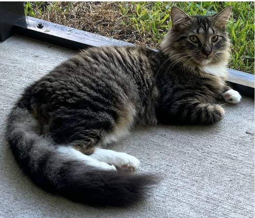 Lost cat