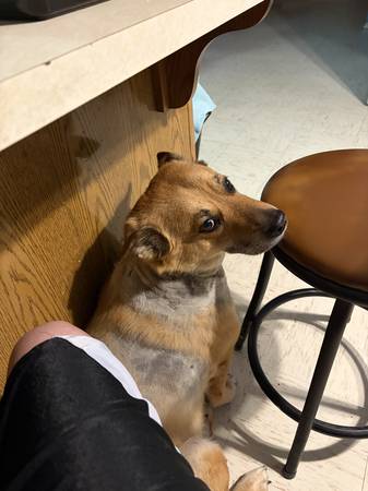 Lost Dog in Tempe