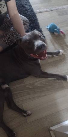 Found dog