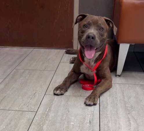 Found dog