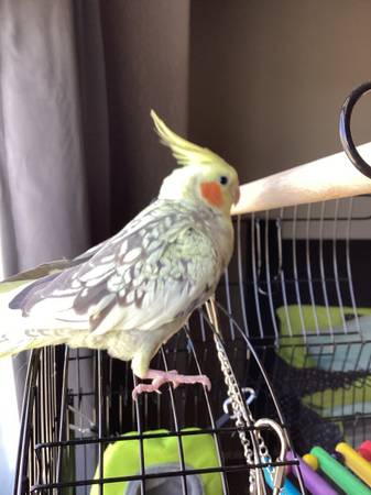 Found Bird in Phoenix