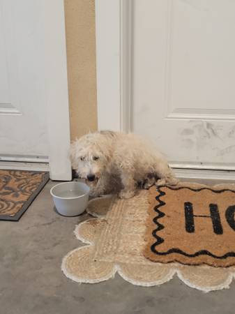 Found dog