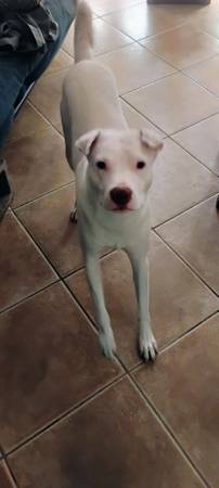 Lost Dog in Palo Verde