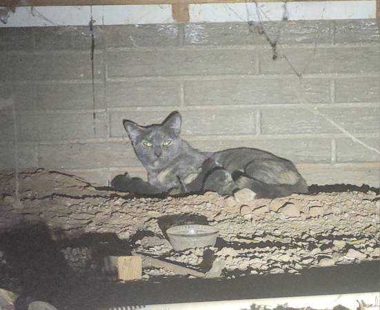 Found Cat in East Mesa