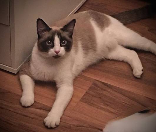 Lost Cat in Cactus And Tatum