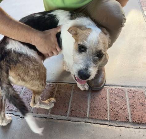 Found dog
