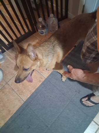 Found dog