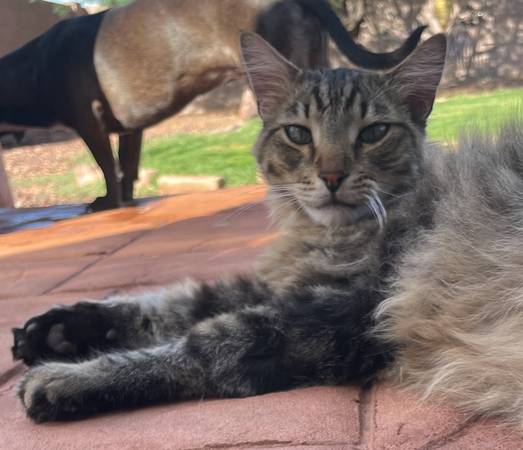 Lost Cat in Peoria