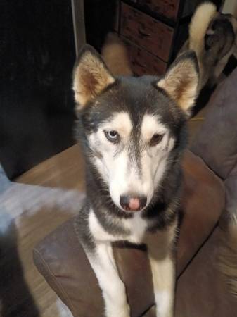 Lost Dog in Glendale
