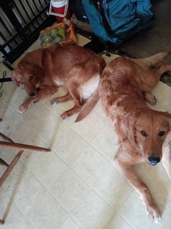Found dog