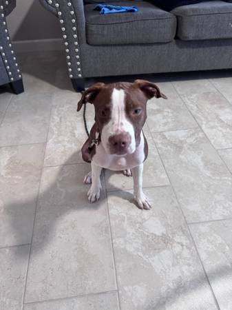 Found dog