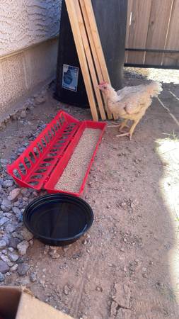 Found bird
