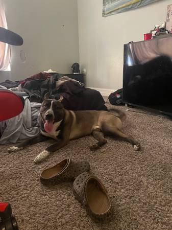 Lost Dog in Tempe