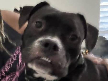 Found dog