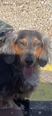 Found dog