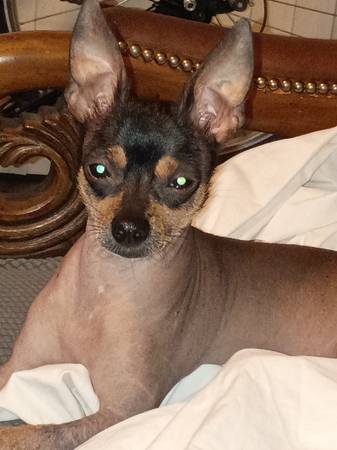 Lost dog