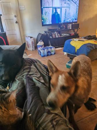 Lost dog