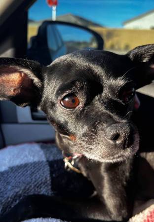Lost Dog in Laveen